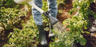 เกษตรผสมผสานแบบวนเกษตร ที่ตำบลสร้างค้อ อำเภอภูพาน จังหวัดสกลนคร