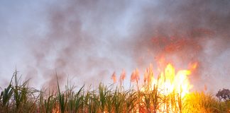 การศึกษาแนวทางการแก้ปัญหาการเผาอ้อยของเกษตรกร