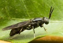 แมลงโปรตีน ทางเลือกใหม่ของการจัดการขยะอินทรีย์เพื่อเพิ่มรายได้ให้ครัวเรือน