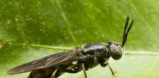 แมลงโปรตีน ทางเลือกใหม่ของการจัดการขยะอินทรีย์เพื่อเพิ่มรายได้ให้ครัวเรือน