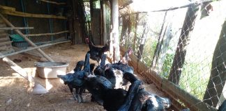 ไก่ประดู่หางดำ มข.55 แก้จน