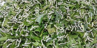 สถาบันวิจัยเพื่อพัฒนาสังคม มหาวิทยาลัยขอนแก่น ร่วมกิจกรรมวิจัยการแลกเปลี่ยนเรียนรู้การปลูกหม่อนเลี้ยงไหม