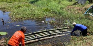 การใช้ประโยชน์จากวัชพืชในแก่งละว้า ตอนที่ 2 เริ่มปลูกพืชลอยน้ำ