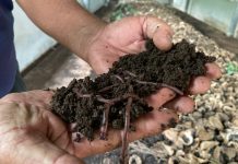 การเลี้ยงไส้เดือนดิน: ทางเลือกเพื่อการจัดการขยะอาหารจริงหรือ ?