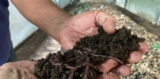 การเลี้ยงไส้เดือนดิน: ทางเลือกเพื่อการจัดการขยะอาหารจริงหรือ ?