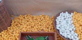 สถาบันวิจัยเพื่อพัฒนาสังคม มหาวิทยาลัยขอนแก่น ร่วมงานวันเกษตรภาคอีสาน Isan Agricultural Fair 2025